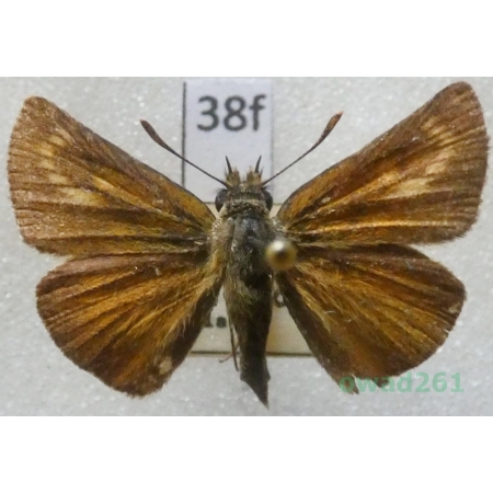 Thymelicus acteon (Rottemburg, 1775) Czech38f